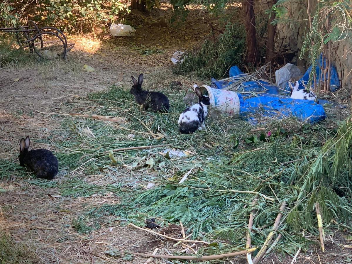 Nubian Farm Aswan Βίλα Εξωτερικό φωτογραφία