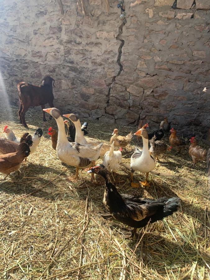 Nubian Farm Aswan Βίλα Εξωτερικό φωτογραφία